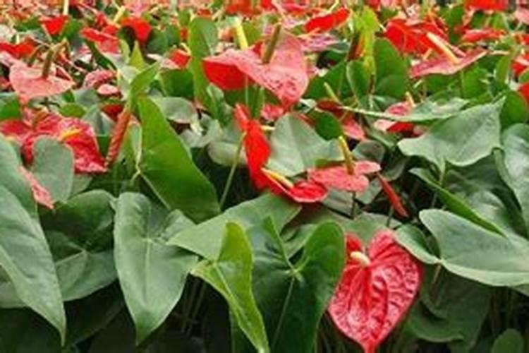 马蹄掌肥适合浇哪些花