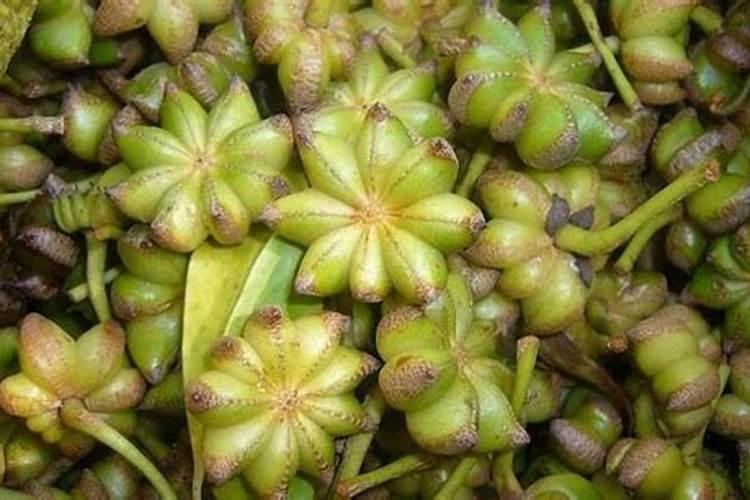 八角树会不会冻死？