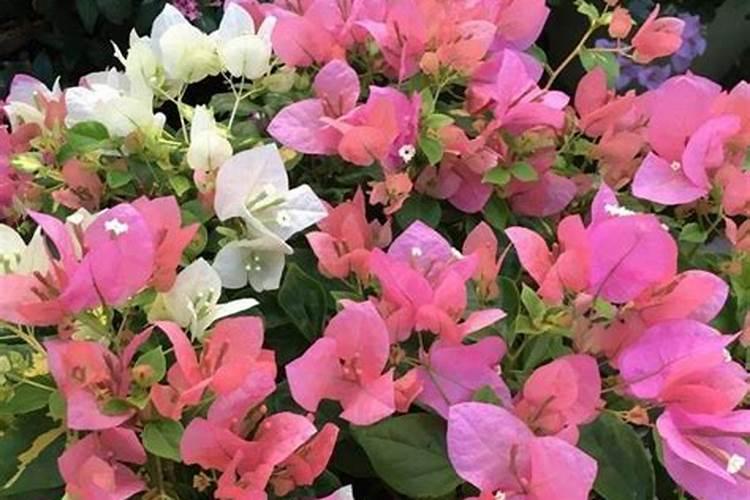 柿子开花不结果怎么办