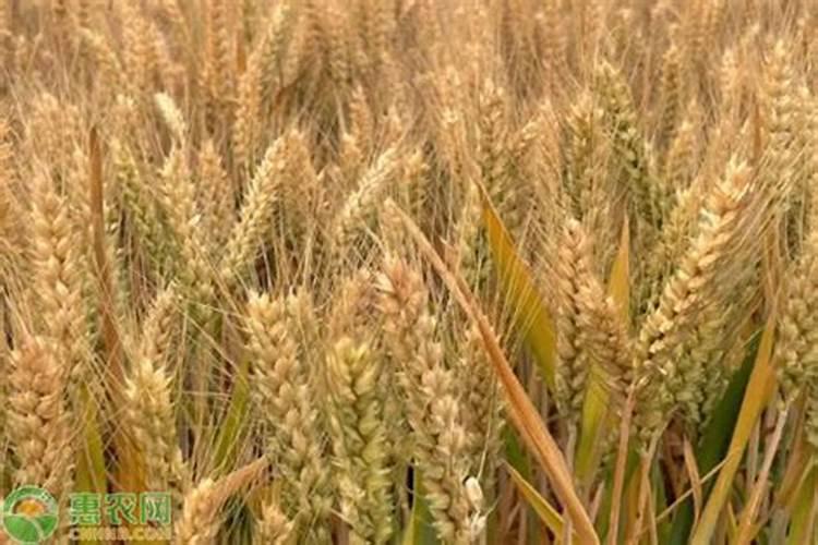 什么肥种麦子好