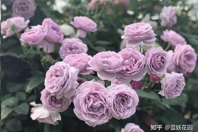 月季花冬季如何施肥效果最好,可以用水溶肥吗？