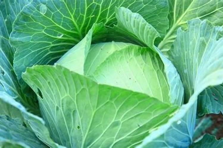 花生开花后多久成熟 施什么肥好