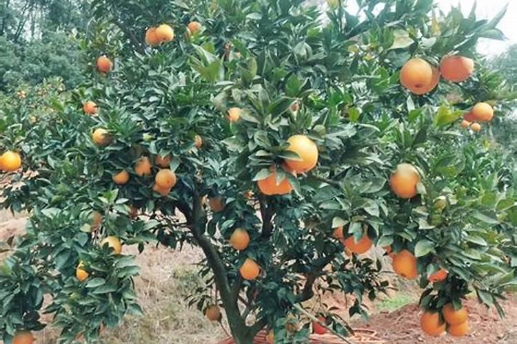 先正达美炽与美甜区别