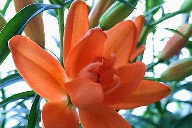 百合花芽期施什么肥