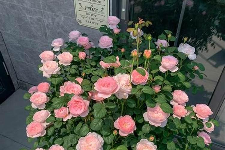 百合花施什么肥最好