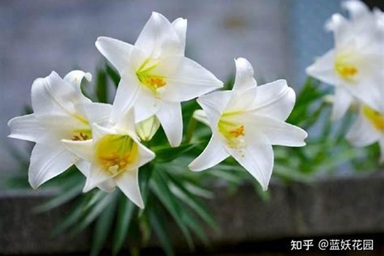 百合花底肥放什么肥好(底肥施用方法)