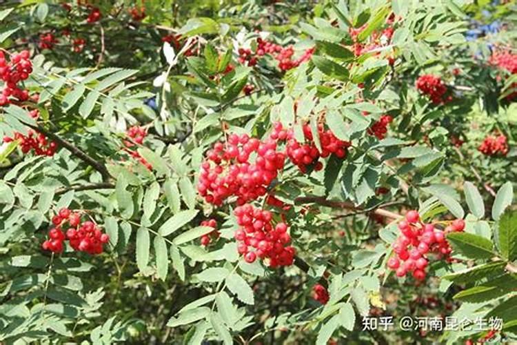 头发沤不烂,用火烧过后可做肥料吗