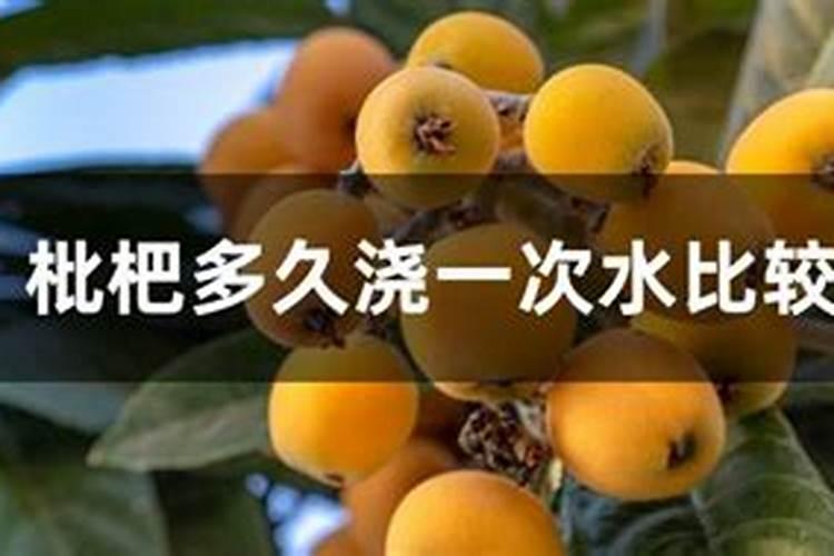枇杷树什么时候施全钾肥最好？