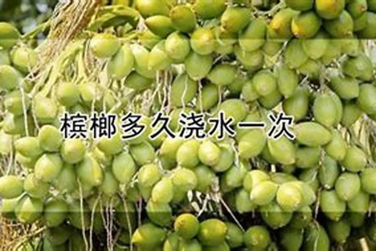 槟榔施什么肥保果