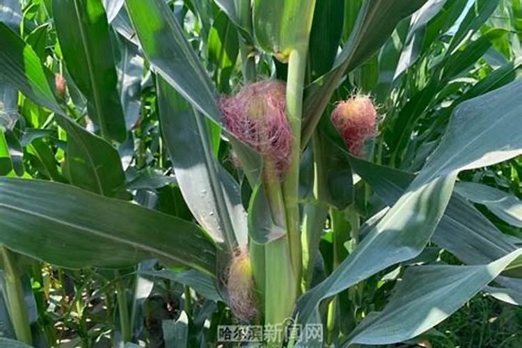 硼肥使用方法与用量