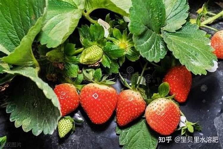 土豆得腐烂病咋治？