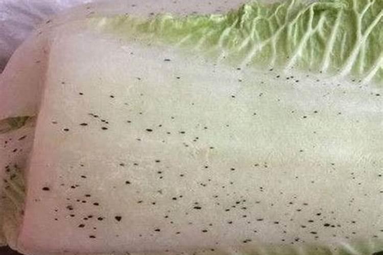 芒果树缺氮症状及处理措施 芒果怎么养殖