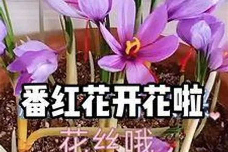 对红花不开花是怎么回事
