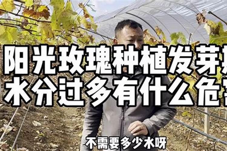 阳光玫瑰最大的缺点是什么