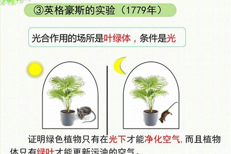 绿萝吊兰夜间释放氧气吗