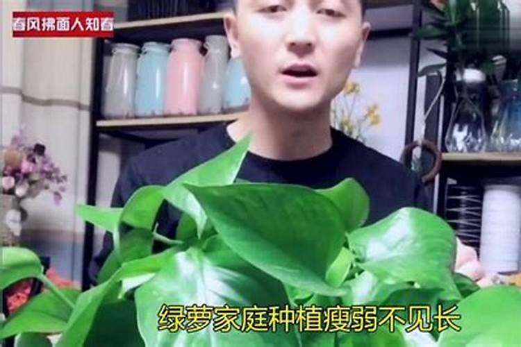 绿萝花水养怎样施肥 绿萝花水养怎样施肥