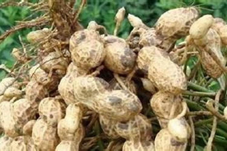 花生用什么肥料追肥