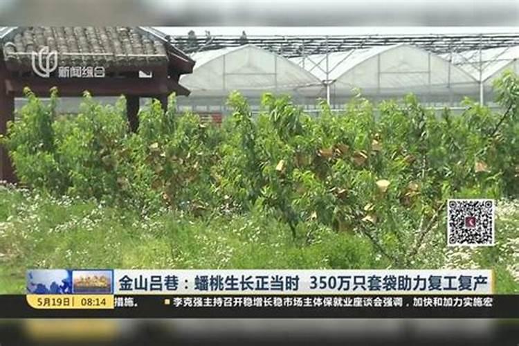 蟠桃裂果怎么办