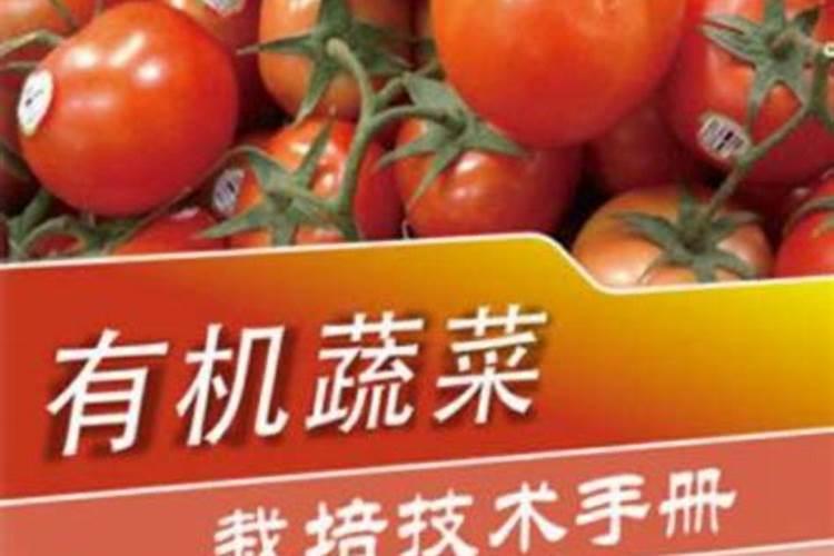 西红柿肥水管理有哪些步骤