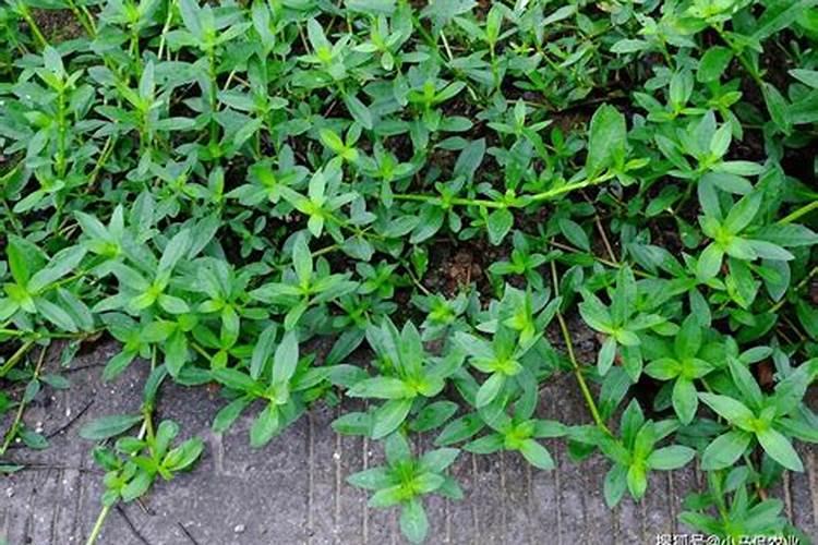 花椒苗里面的水花生怎么除