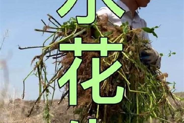 使用有机肥的好处是什么？