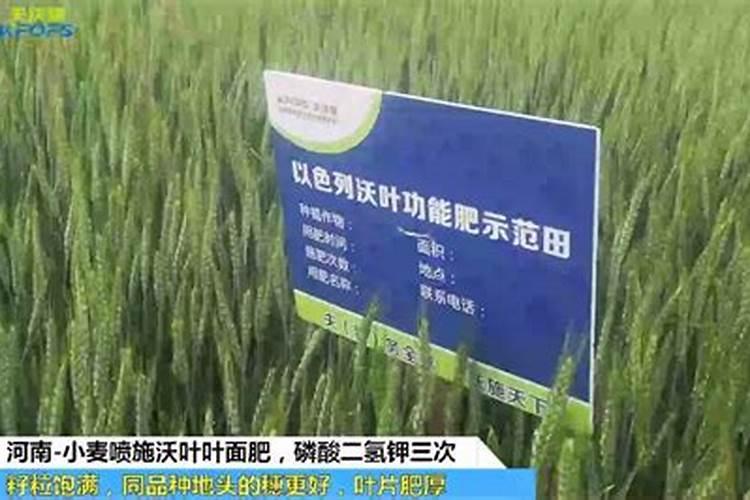 小麦什么时候打药最好