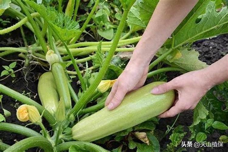 露地西葫芦种植技术和管理