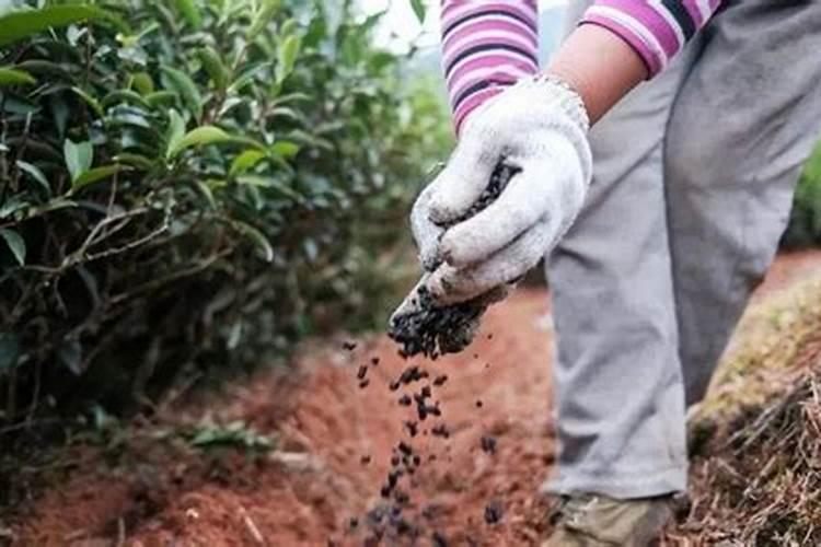 在三农工作里茶园的施肥方法有哪些