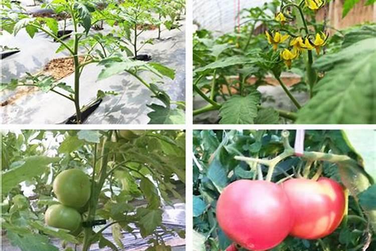 西红柿用什么肥料好