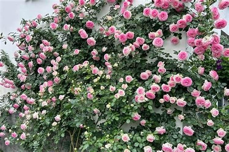 花生叶面肥自己怎么配 有什么方法