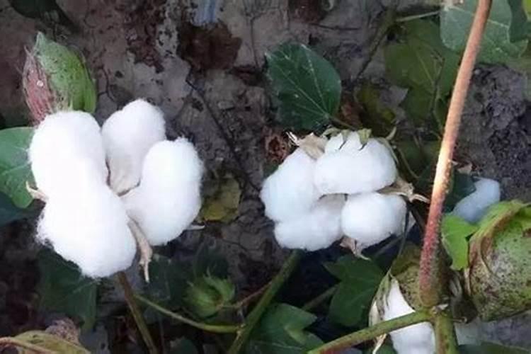 硼对滴灌作物生长的影响是什么？如何科学滴施硼肥？