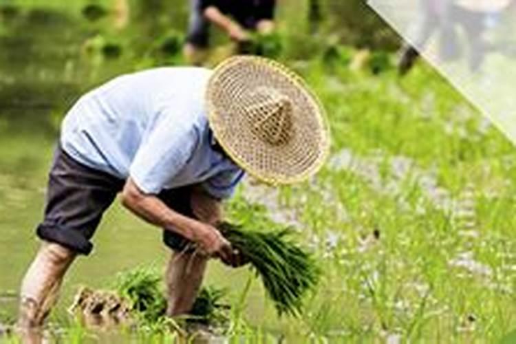 什么肥料种菜最好