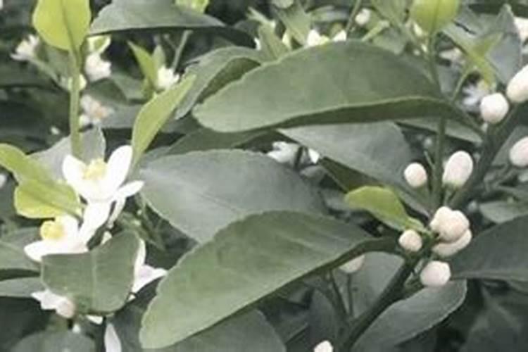 桔子树施什么肥料最好