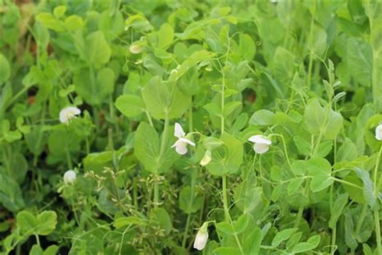 水苔养君子兰怎么浇水 水苔养君子兰的浇水技巧