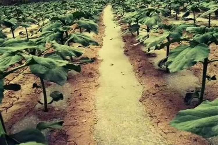 种植葵花用什么肥料好？