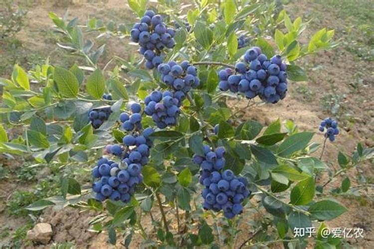 养花用什么肥料好？该怎么样选择？
