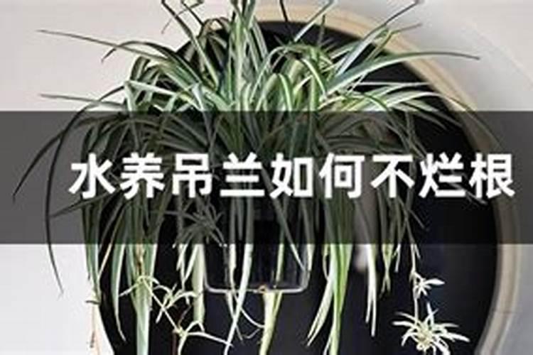 吊兰施什么肥 吊兰怎么施肥