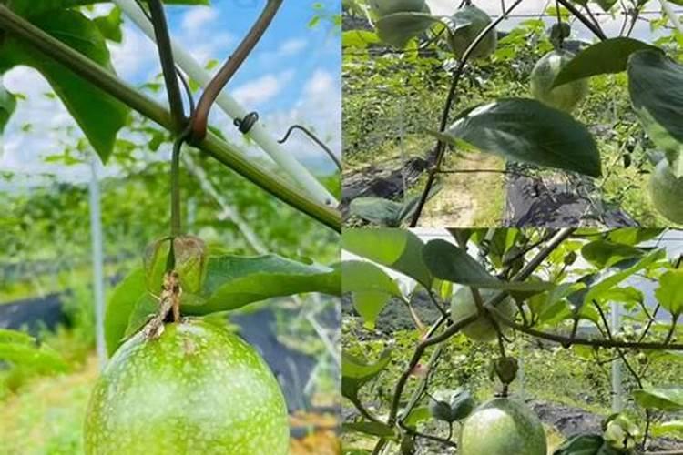 百香果花期要施什么肥才能结果？