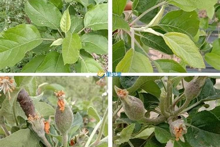 芒果树氮过旺不会开花怎么办