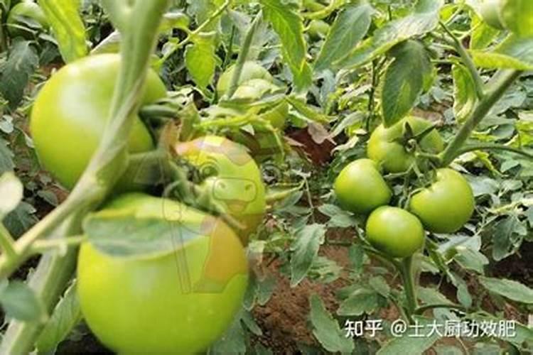 硼肥是什么肥料怎样使用