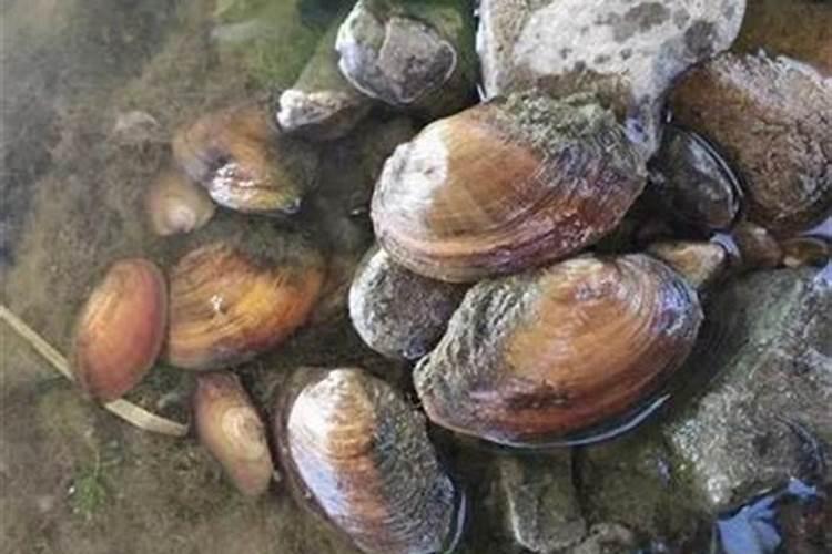 河蚌一年能长多大,附河蚌的养殖方法