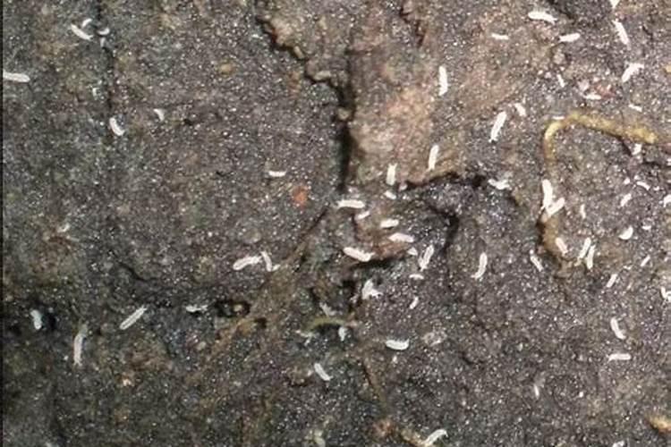 鱼蛋白肥料的使用技巧