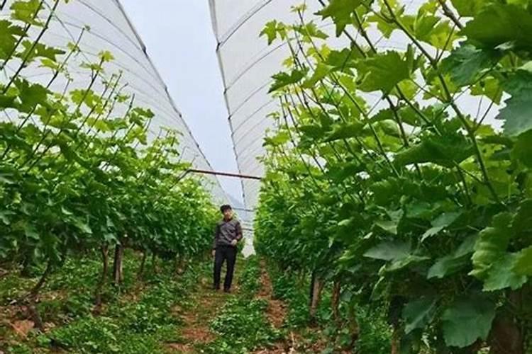 绣球花施肥时间和方法