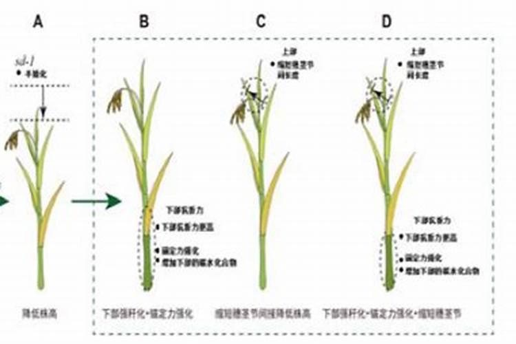 水稻在施肥当中用硫酸钾好,还是用氯化钾好呢？