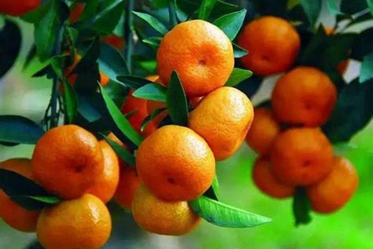 茶花移栽后叶子发黄怎么办？