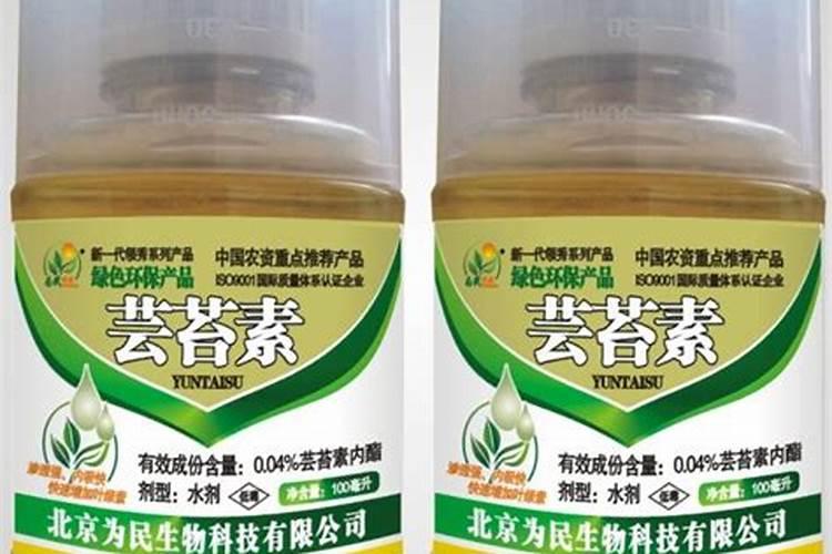 盆栽垂叶榕的养殖方法