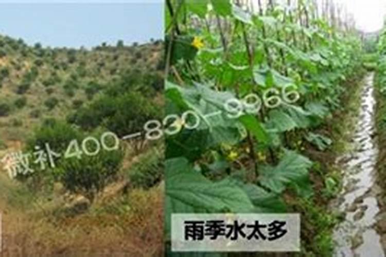 养的花叶子尖发黄怎么办？