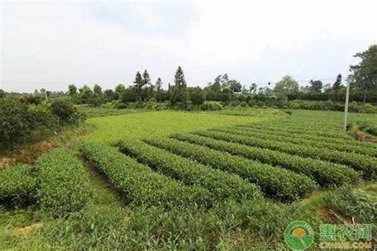茶叶化肥使用方法