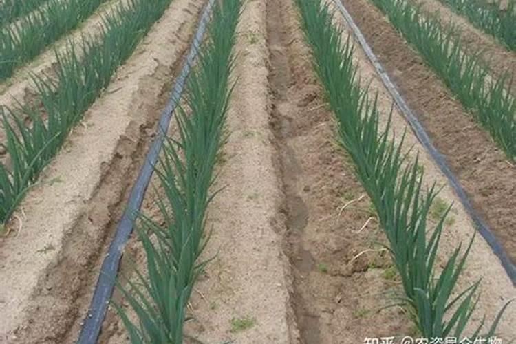 大葱用什么杀菌剂和叶面肥好