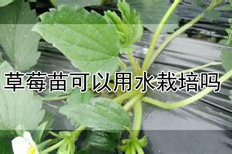 番茄膨果叶面肥效果最好的是哪种